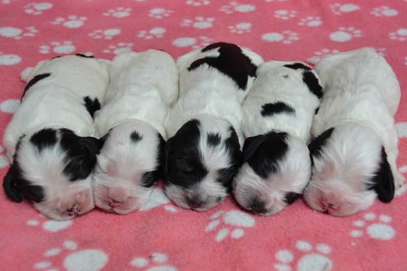 6 .Qaja, Quentin, Quesi, Quendy, Qwina.JPG